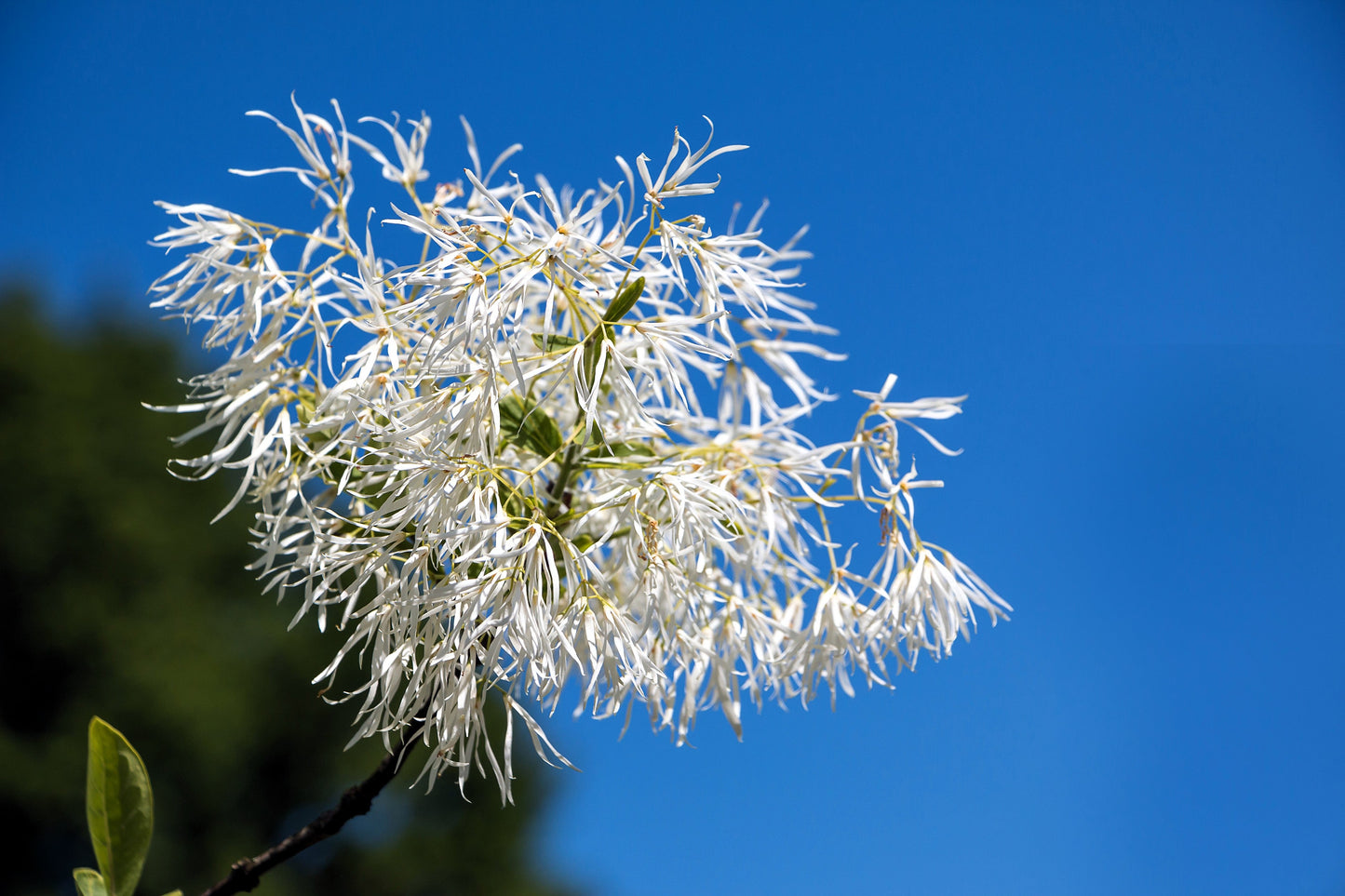 3 Fringe Tree (Chionanthus Virginicus) Seeds