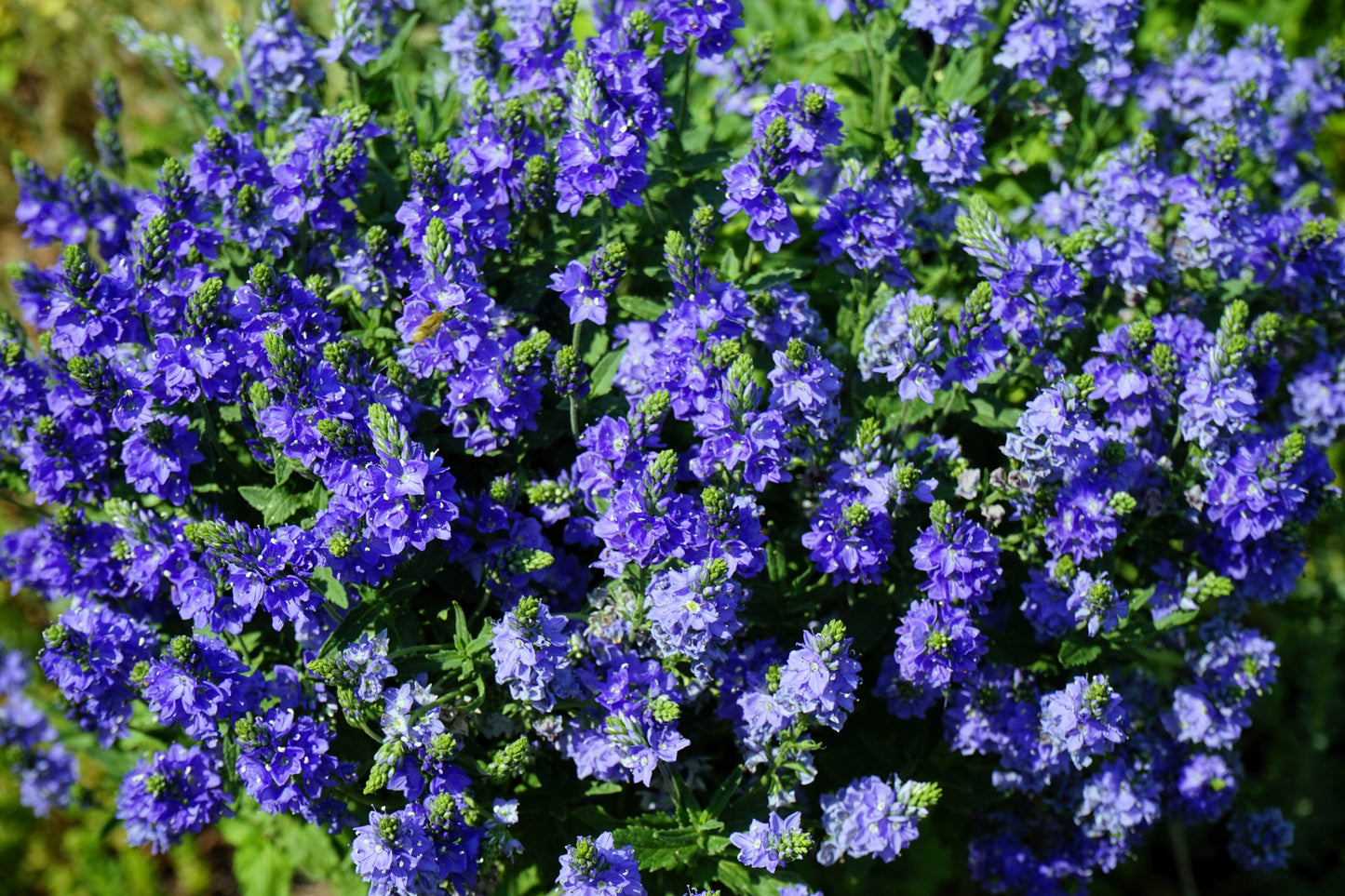 75 Royal Blue Speedwell (Veronica Austriaca Teucrium) Seeds