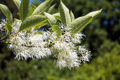 3 Fringe Tree (Chionanthus Virginicus) Seeds