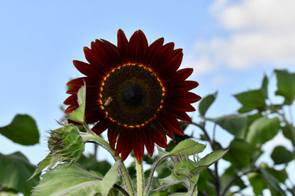 25 Velvet Queen Sunflower (Helianthus Annuus) Seeds