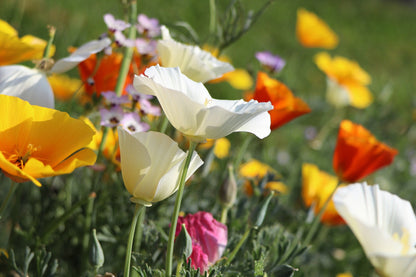 1000 White California Poppy (Eschscholzia Californica) Seeds