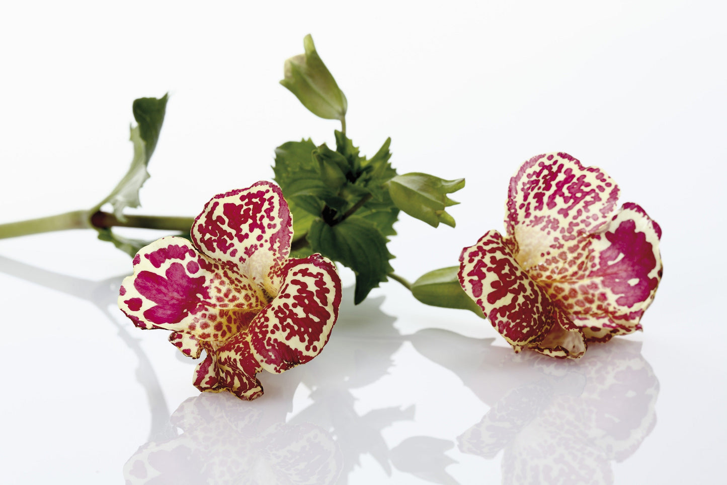 250 Tiger Monkey Flower (Mimulus Tigrinus) Seeds