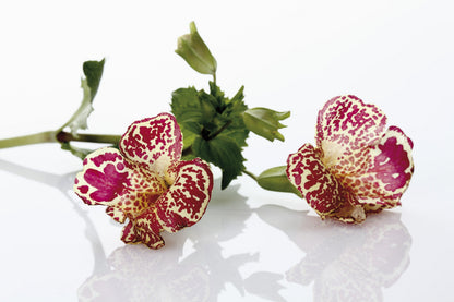 250 Tiger Monkey Flower (Mimulus Tigrinus) Seeds