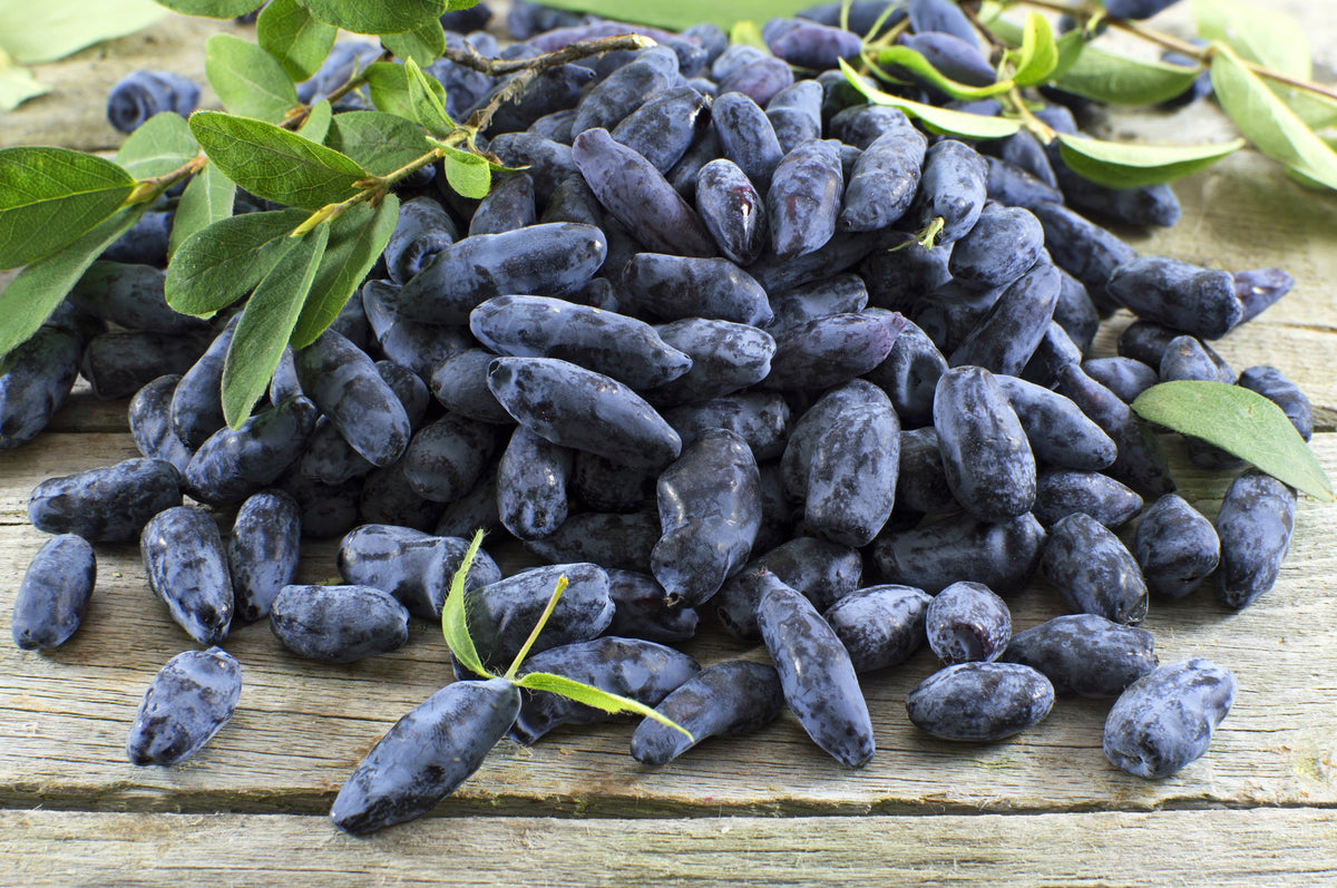 Honeyberry (Lonicera caerulea) Seeds – 30 ct