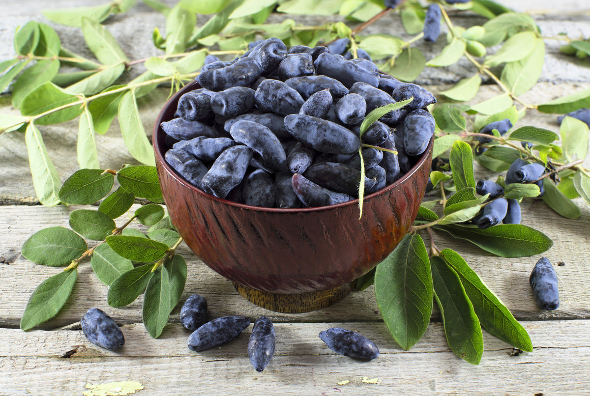 Honeyberry (Lonicera caerulea) Seeds – 30 ct