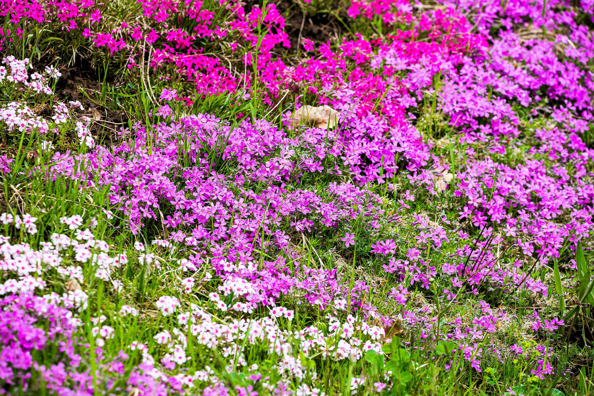 Prairie Phlox Mix (Phlox pilosa) Seeds – 20 ct