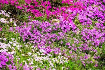 Prairie Phlox Mix (Phlox pilosa) Seeds – 20 ct