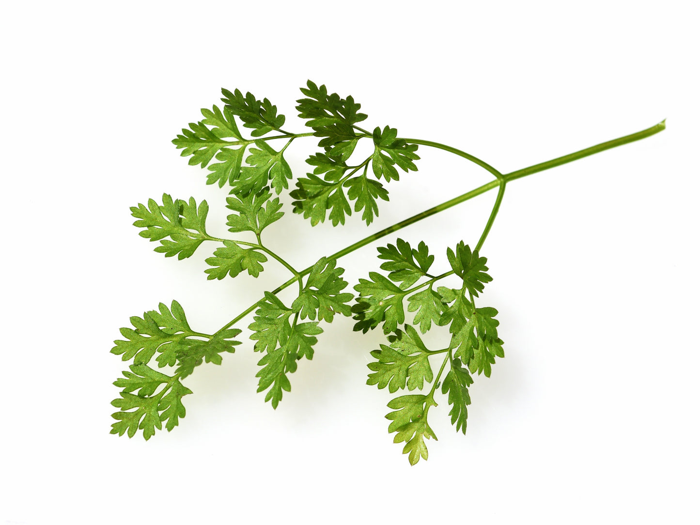 200 Brussels Winter Chervil (Anthriscus Cerefolium) Seeds