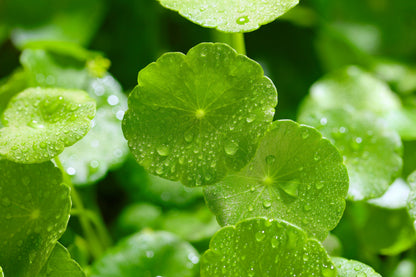 50 SPADELEAF Edible Coinwort Centella Asiatica Gotu Kola Herb Pink Flower Seeds