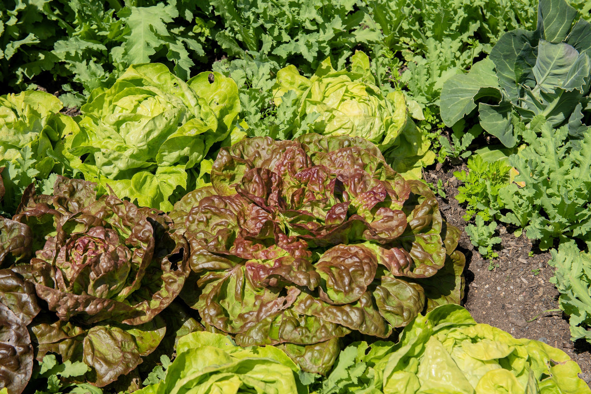 3000 BRONZE MIGNONETTE LETTUCE Butterhead Lactuca Sativa Vegetable Seeds