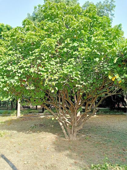 5 PHYSIC NUT Barbados Purging JATROPHA Curcas Shrub Tree Bio-Diesel Seeds