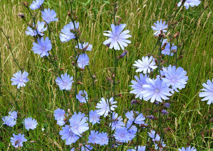 1000 Chicory (Chicorium Cicorium Intybus) Seeds