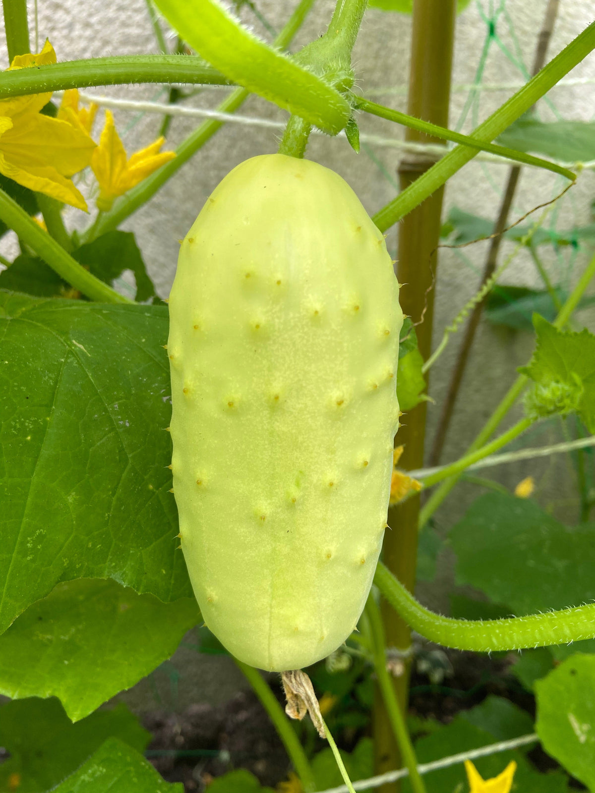 50 White Wonder Cucmber (Cucumis Sativus) Seeds