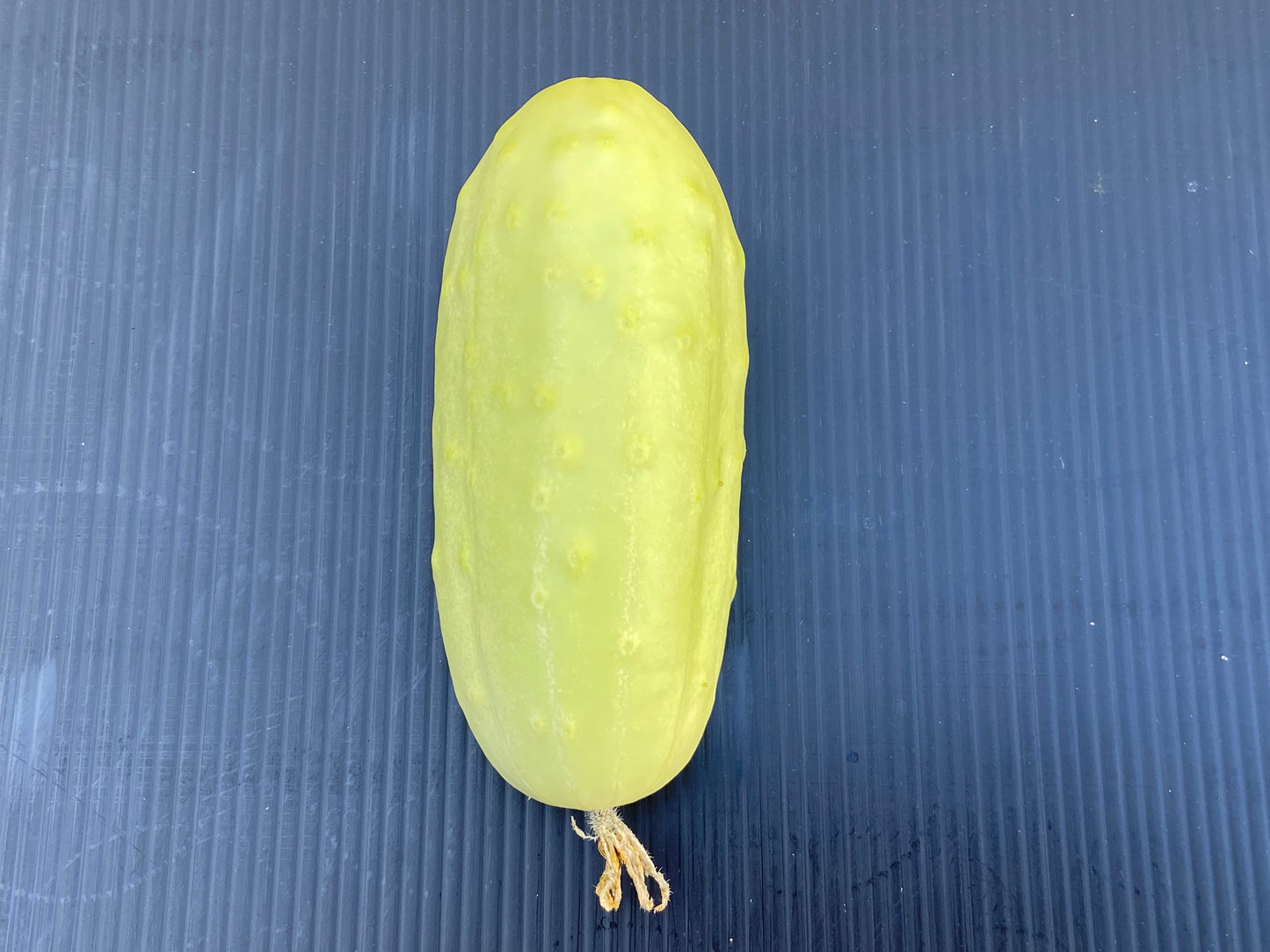 50 White Wonder Cucmber (Cucumis Sativus) Seeds