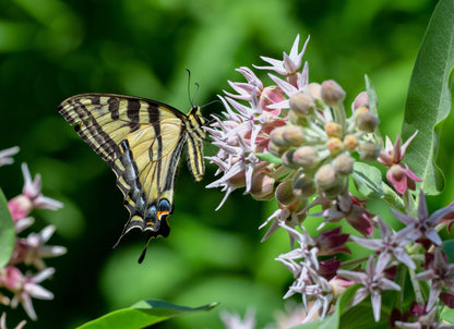 50 Showy (Greek) Milkweed (Asclepias Speciosa) Seeds