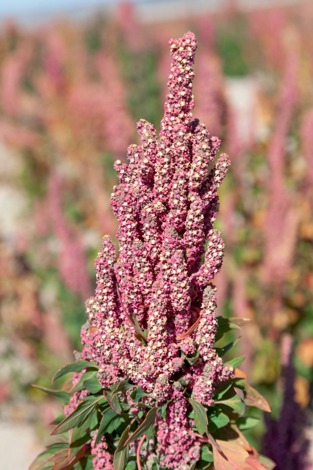 50 Cherry Vanilla Quinoa (Chenopodium) Seeds