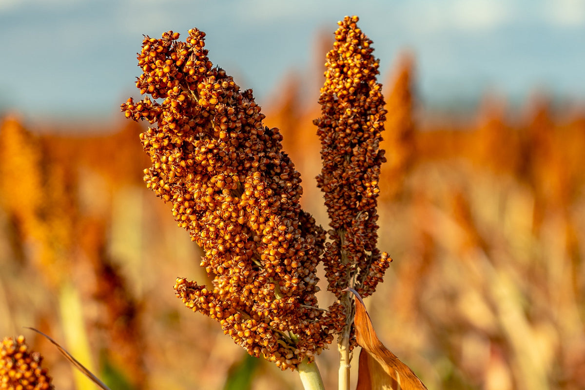 70 SUGAR DRIP SORGHUM Amber Cane Grain Sweet Syrup Vegetable Seeds