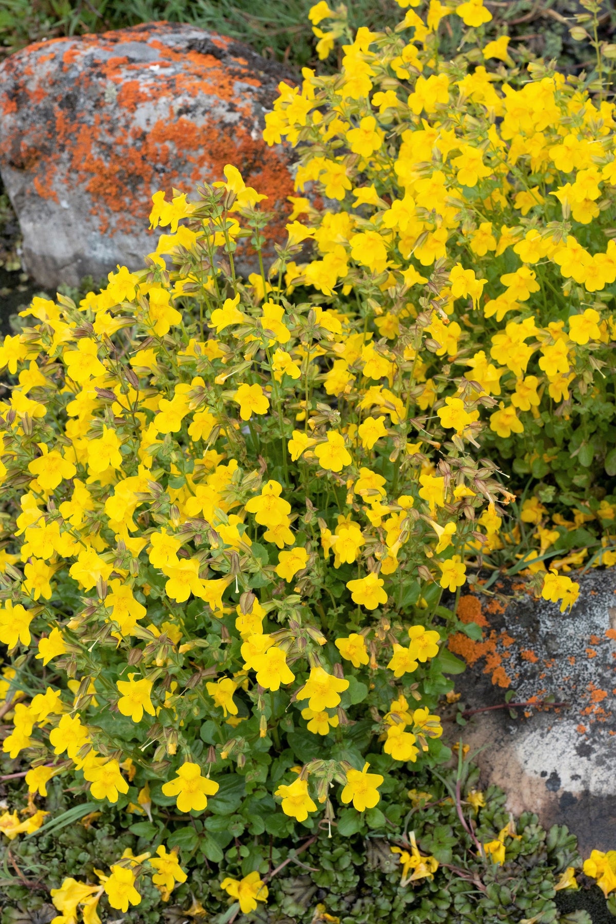 Yellow Monkey Flower (Mimulus guttatus) Seeds – 250 ct