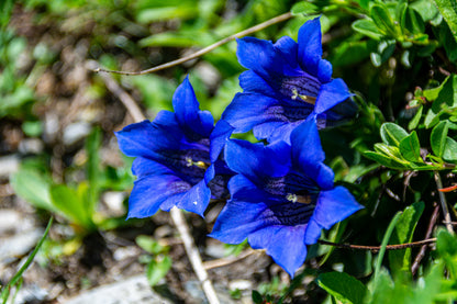 15 Blue Stemless Gentian (Gentiana Acaulis) Seeds
