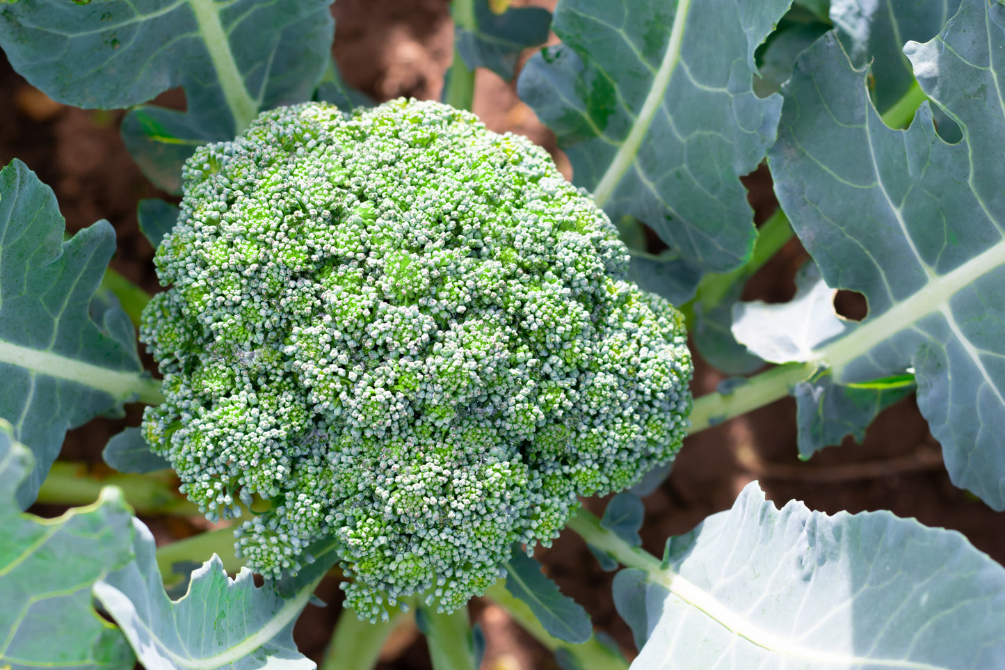 1000 Di Cicco Broccoli (Brassica Oleracea Capitata) Seeds