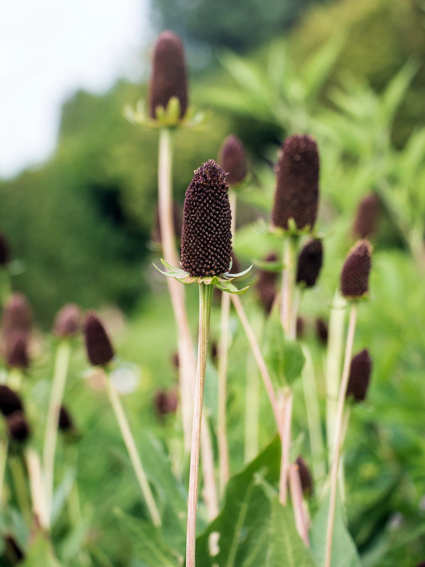 30 Western Coneflower (Rudbeckia Occidentalis) Seeds