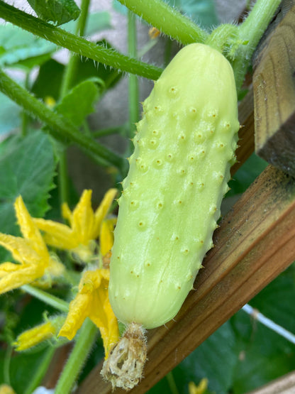 50 White Wonder Cucmber (Cucumis Sativus) Seeds