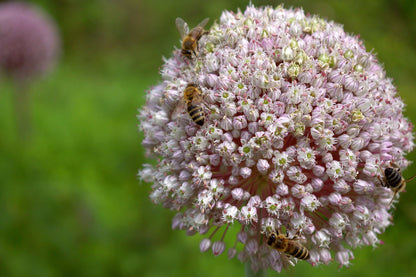800 American Flag Leek (Allium Porrum) Seeds