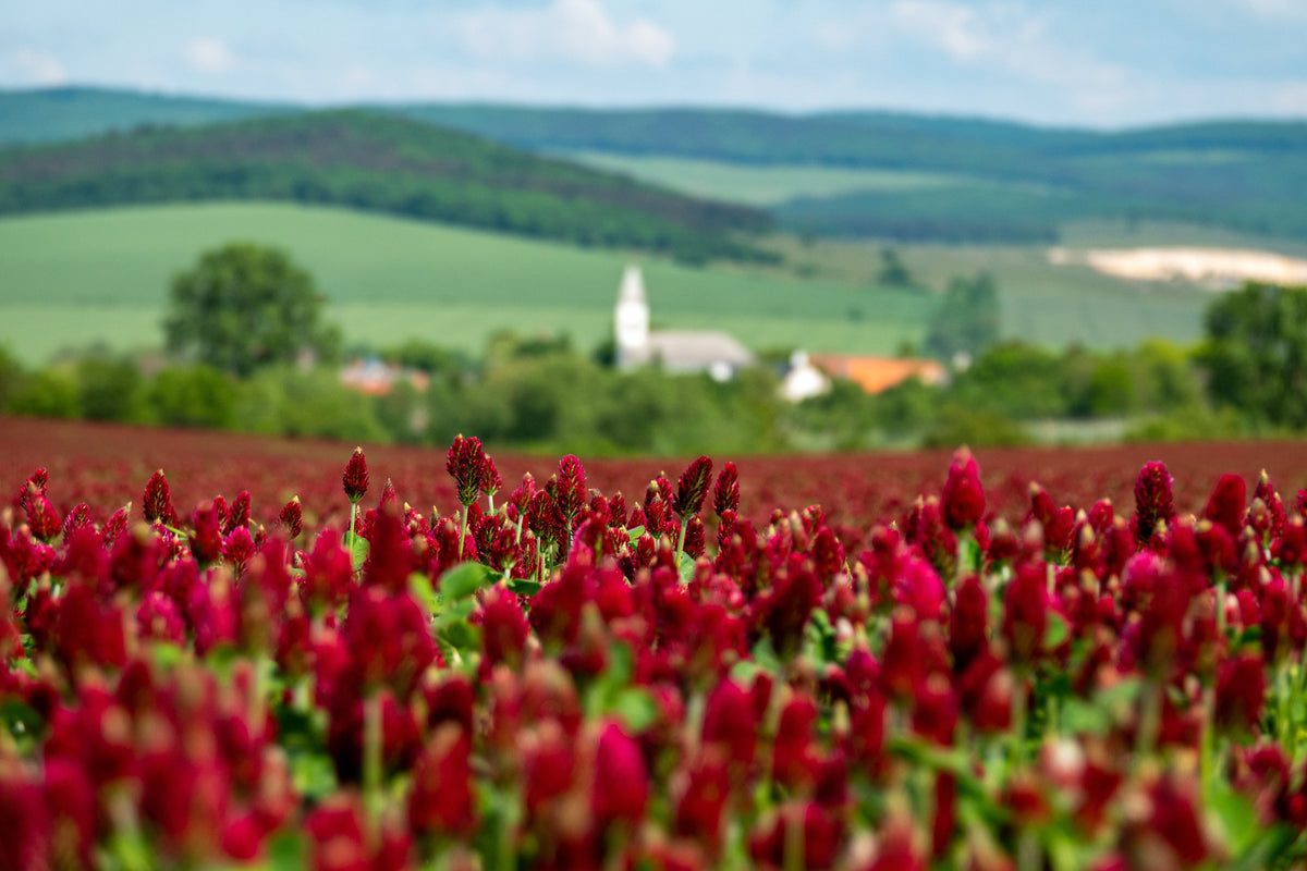 Crimson Clover (Trifolium incarnatum) Seeds – 3,000 ct