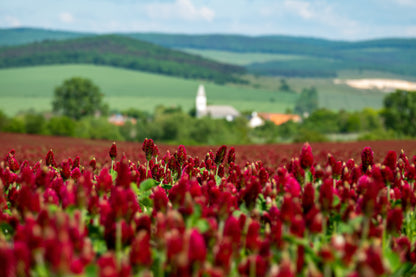 Crimson Clover (Trifolium incarnatum) Seeds – 3,000 ct