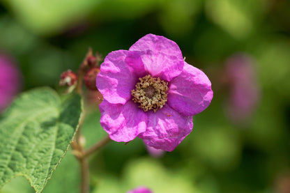 Purple Flowering Raspberry (Rubus odoratus) Seeds – 20 ct