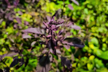 200 Purple Krishna Tulsi/Holy Basil (Ocimum Sanctum Tenuiflorum) Seeds