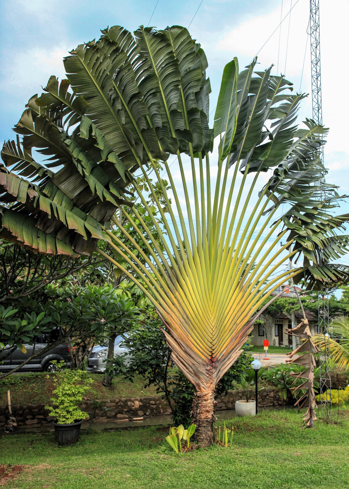 10 TRAVELLER'S PALM TREE Ravenala Madagascariensis Flower Houseplant Seeds