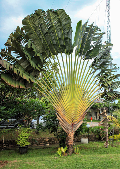 10 TRAVELLER'S PALM TREE Ravenala Madagascariensis Flower Houseplant Seeds