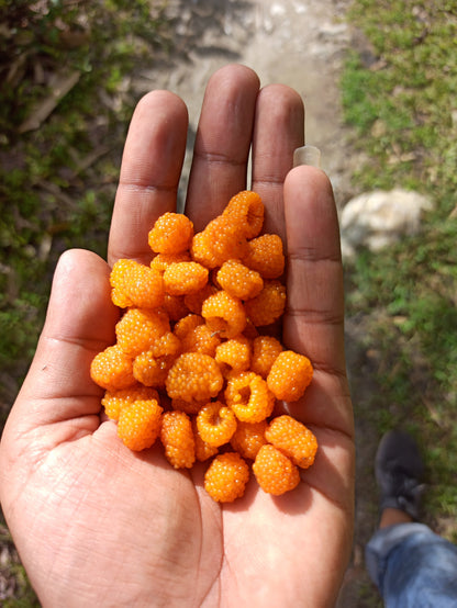 20 Salmonberry (Rubus Spectabilis) Seeds