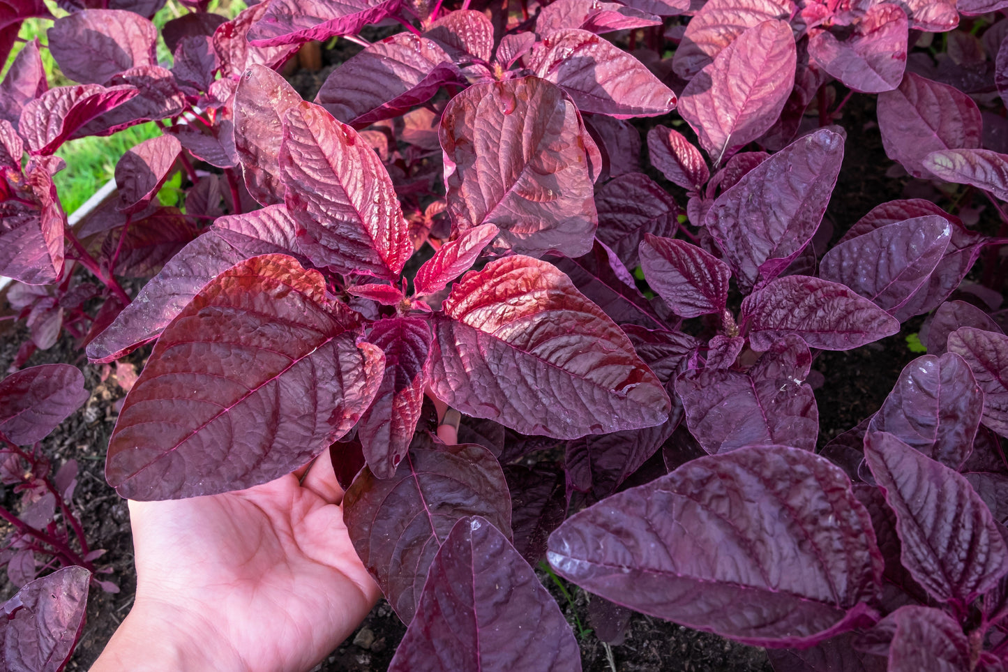 500 Midnight Red Amaranthus (Amaranthus Cruentus)Seeds