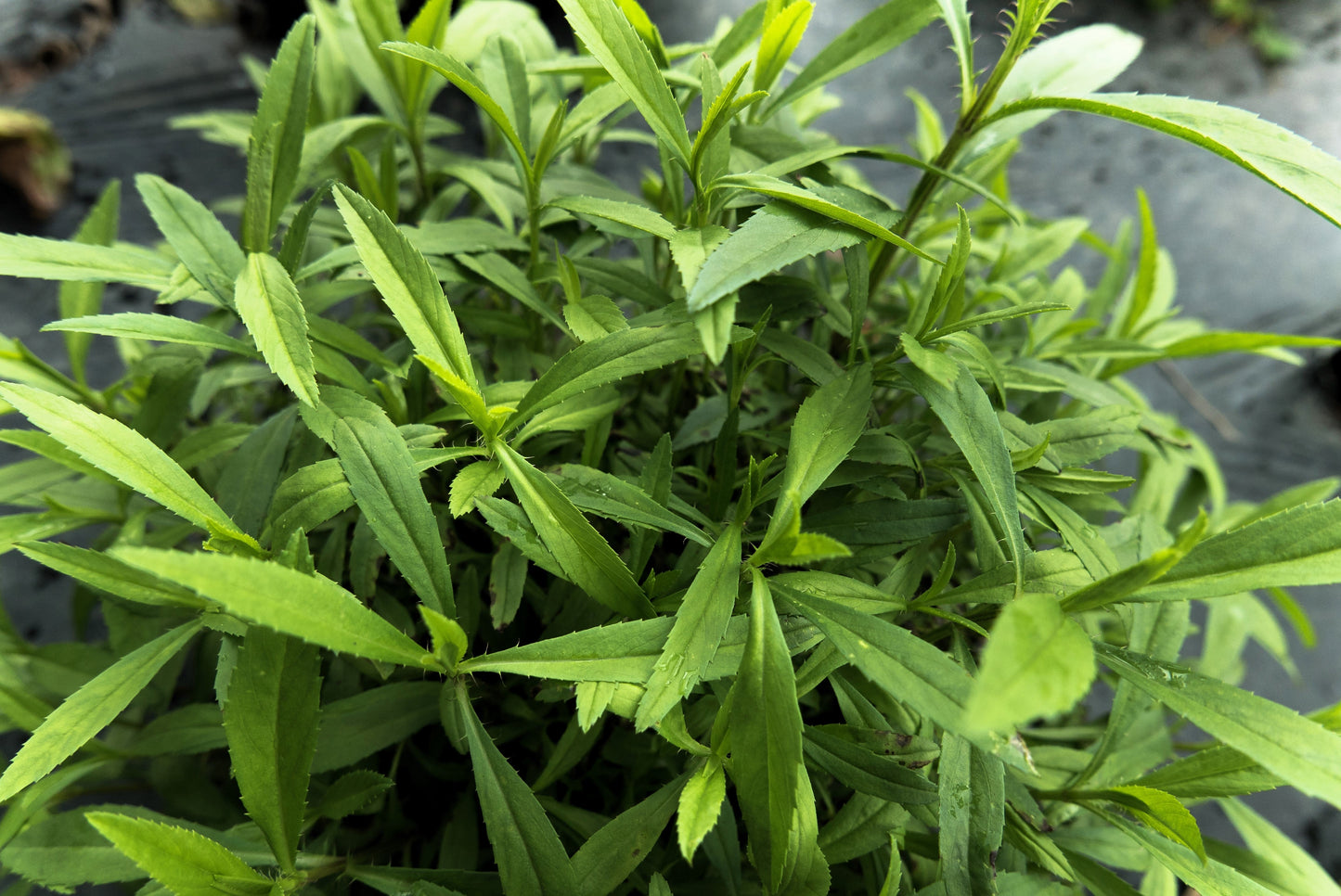 100 Tarragon (Artemisia Dracunculus) Seeds