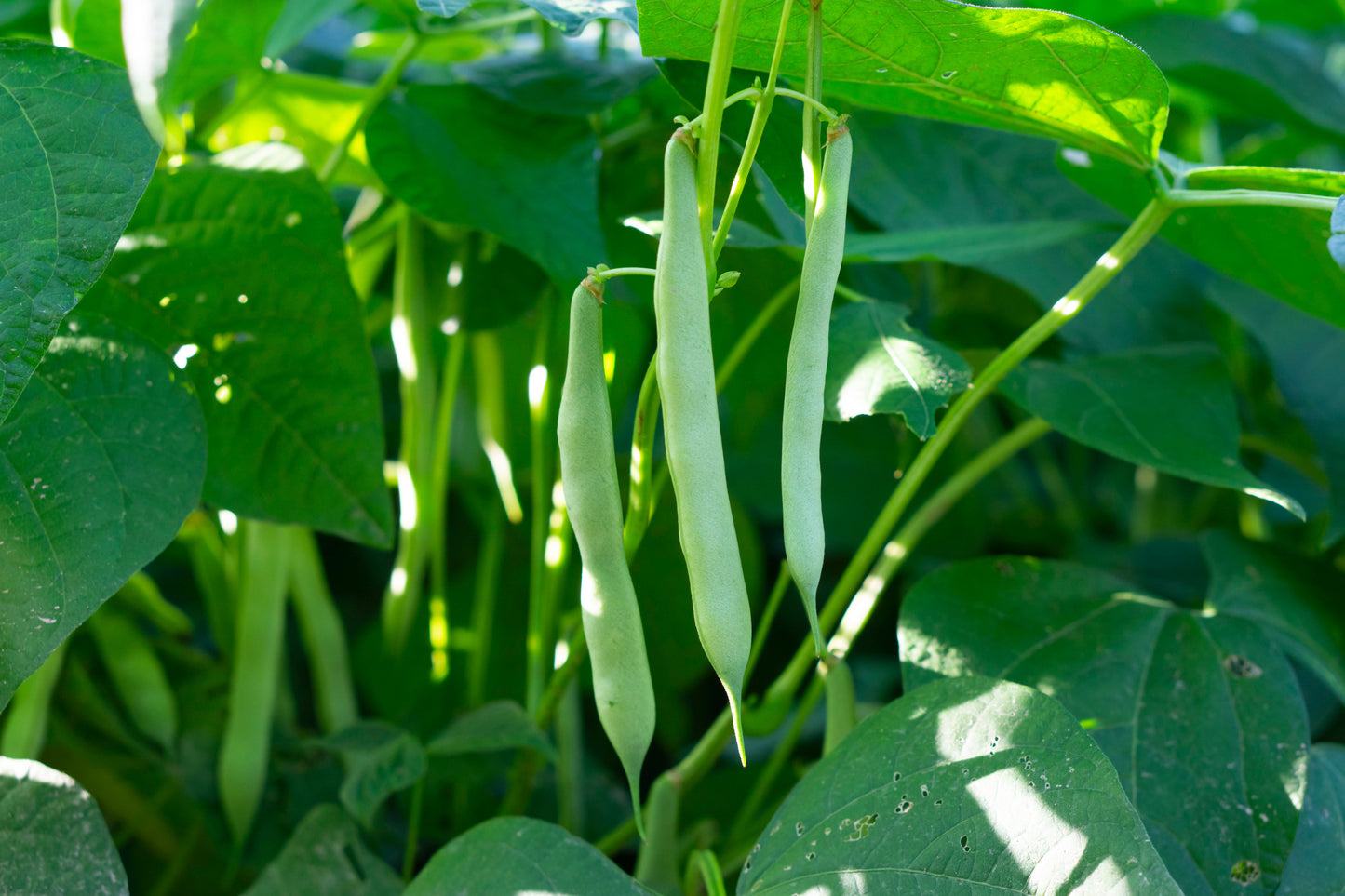 50 White Great Northern Bean (Phaseolus Vulgaris) Seeds