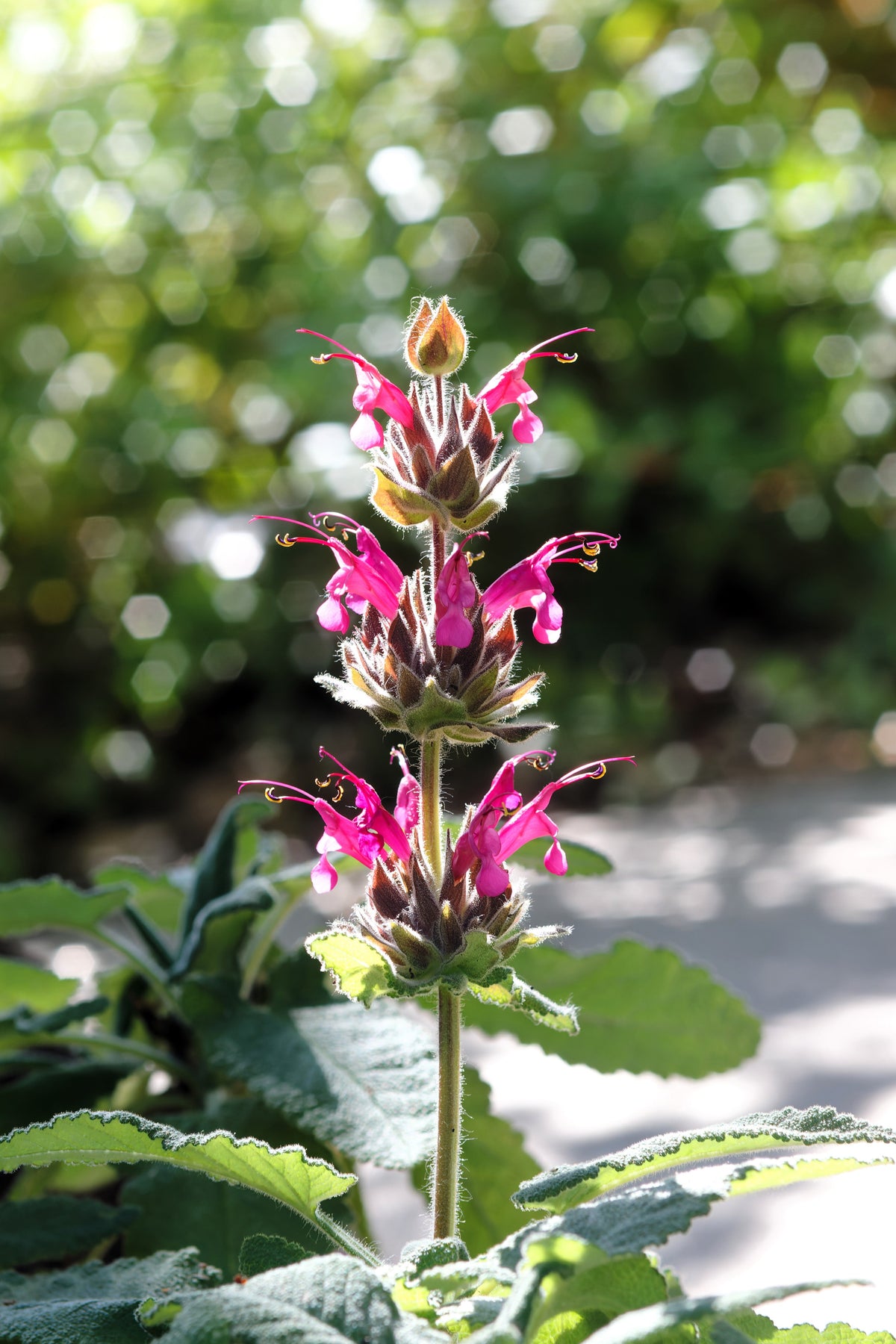 Organic Hummingbird Sage (Salvia spathacea) Seeds – 10 ct