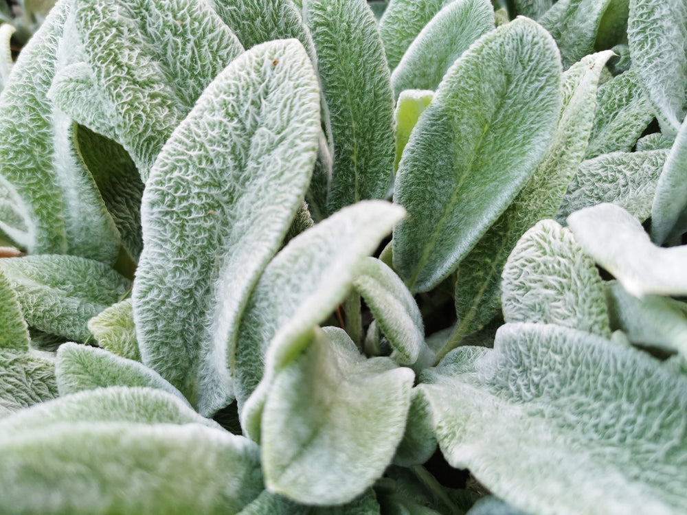 100 Woolly Lamb's Ear (Stachys Byzantina) Seeds