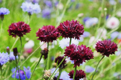 25 Bachelor's Button (Centaurea Cyanus) Seeds