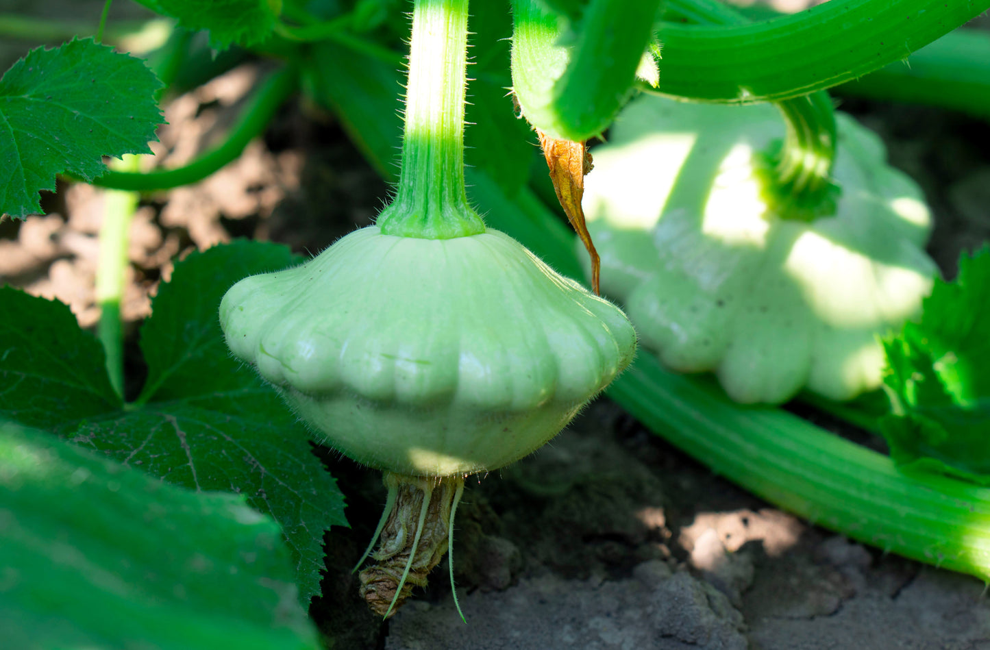 20 Green Patty Pan Squash (Cucurbita Pepo) Seeds