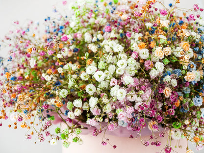 Covent Garden White Baby's Breath (Gypsophila elegans) Seeds – 1,000 ct