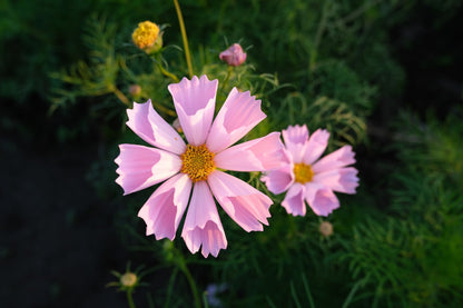 Seashells Cosmos (Cosmos bipinnatus) Seeds – 200 ct