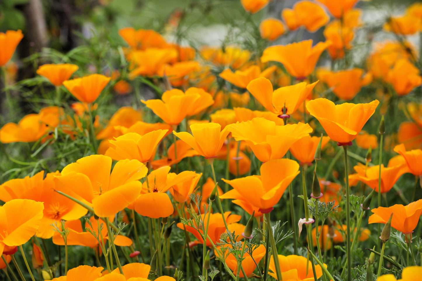 1000 Orange California Poppy (Eschscholzia Californica) Seeds