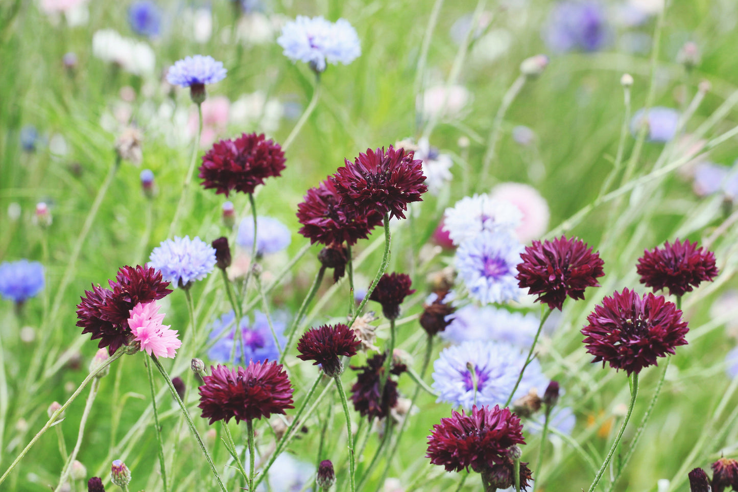 25 Bachelor's Button (Centaurea Cyanus) Seeds