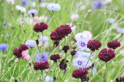25 Bachelor's Button (Centaurea Cyanus) Seeds