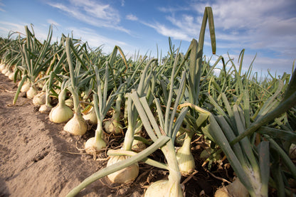 250 Sweet Walla Walla Onion (Allium Cepa) Seeds