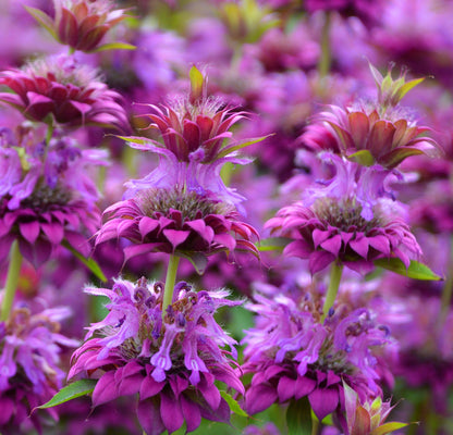 2000 BEE BALM Lemon MINT Monarda Citriodora Herb Purple Flower Seeds