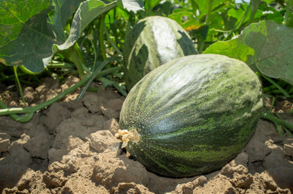Piel De Sapo Melon (Cucumis melo) Seeds – 50 ct