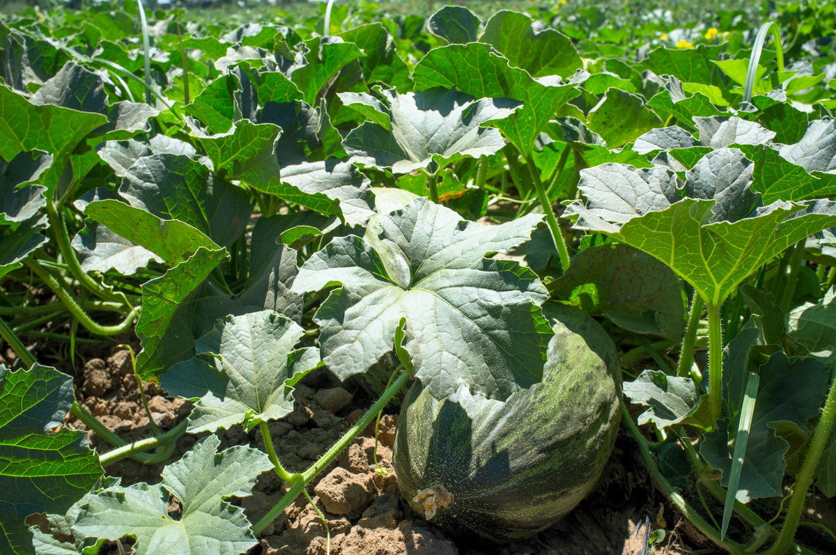 Piel De Sapo Melon (Cucumis melo) Seeds – 50 ct